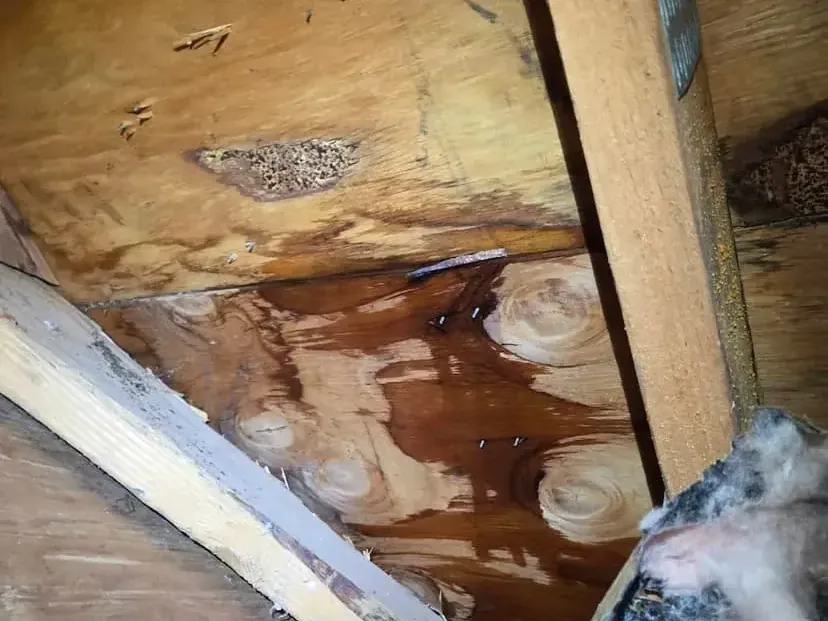 Water-stained roof sheathing between exposed attic rafters